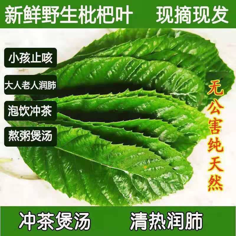 新鲜枇杷叶中药材500g克非野生枇杷树叶可食用煲汤老叶农家纯天然