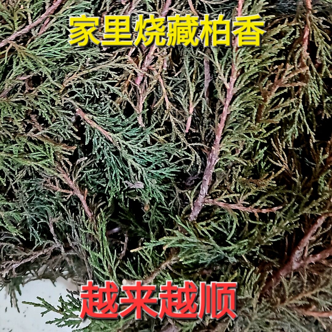 藏柏香煨桑烟供火供新鲜柏香枝叶香薰料天然藏香浓香型净化磁场