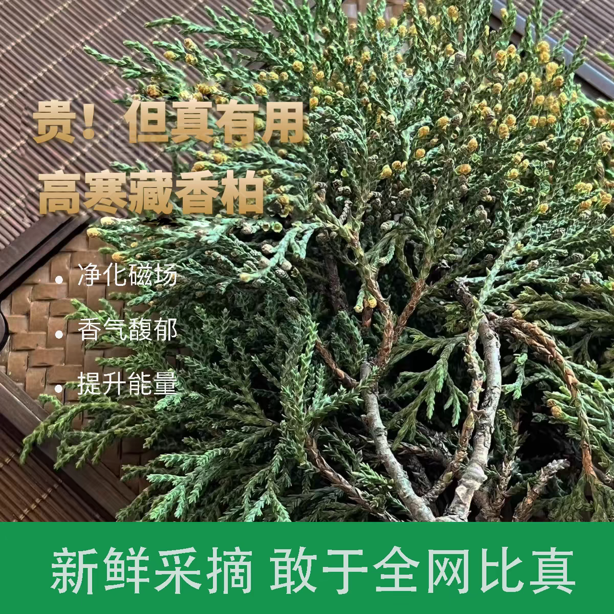 高原藏柏香煨桑烟供火供新鲜柏香枝纯叶香薰料天然藏香浓香型净化