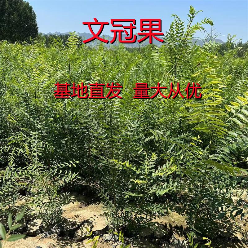 文冠果树苗小苗盆装文冠花崖木瓜文光果苗荒山绿化果树苗药用苗