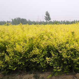 带盆金叶榆小苗工程绿化苗木中华榆榆树苗营养钵黄金榆营养杯盆栽