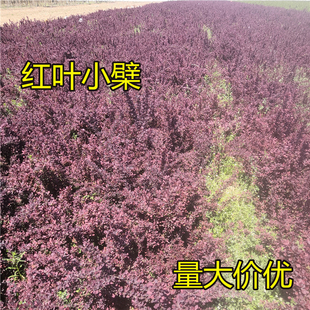 行道苗绿化带苗木红叶小檗小苗树苗红王子锦带土球营养杯