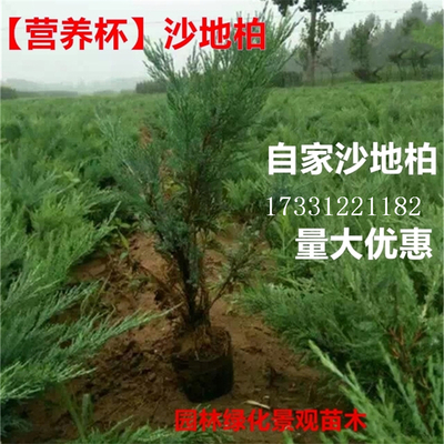 沙地柏盆装树苗抗旱抗寒