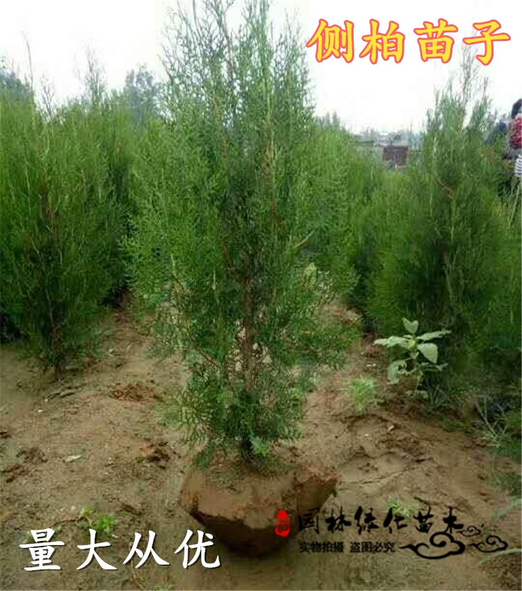 侧柏杯苗盆装墓地坟地小柏树护坡小苗速生树苗扁柏营养钵带盆幼