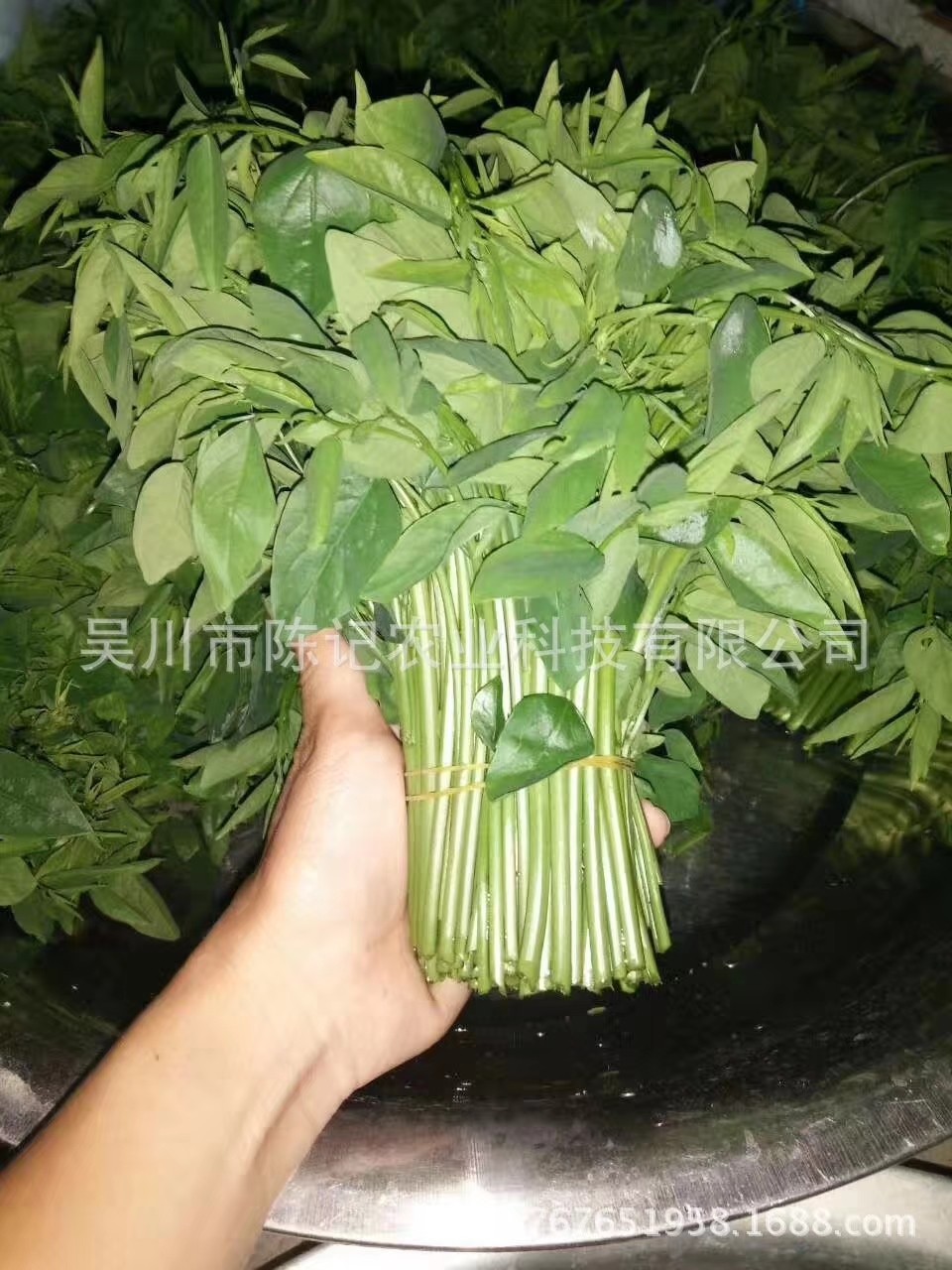 树仔菜苗,树仔菜_文秘苑图库