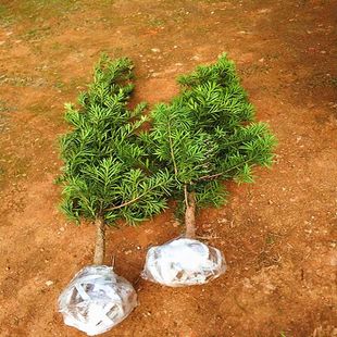 罗汉松树苗庭院绿植阳台盆景名贵苗木