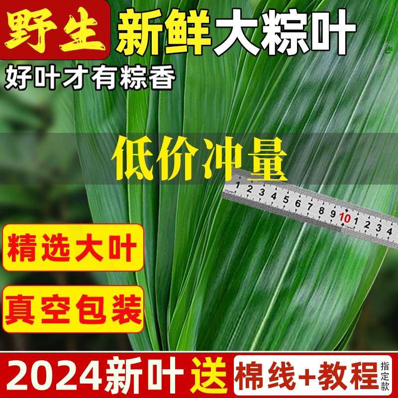 粽叶新鲜粽子叶大号精选包粽子专用的叶子端午鲜叶干叶特大家商用