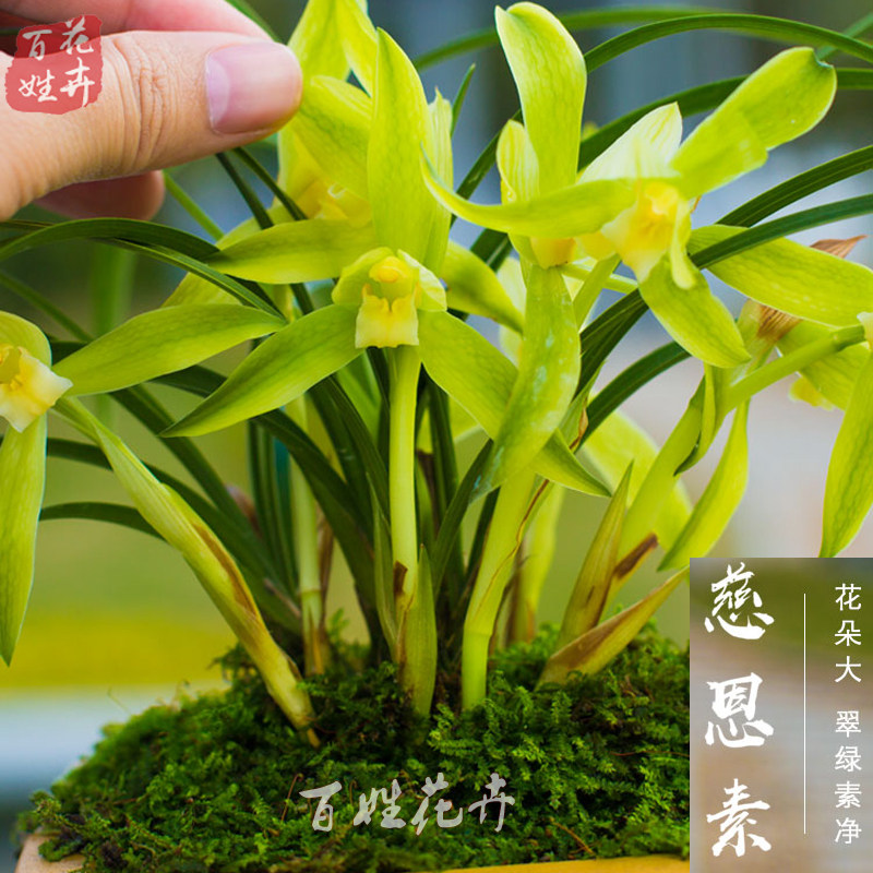 带花苞兰花苗 春兰蕙兰九头兰花 边草艺草 国兰名品花卉绿植盆栽