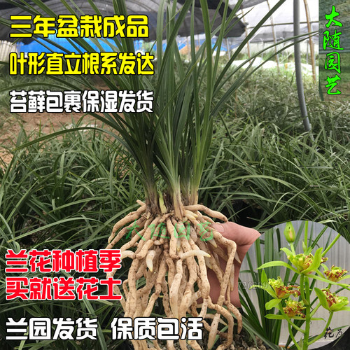 包邮兰花春季阳台带花苞三年熟草