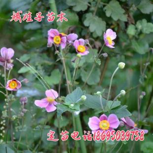 耐寒耐热盆栽野棉花花苗打破碗碗花白头翁耐半荫室外庭院花海种植