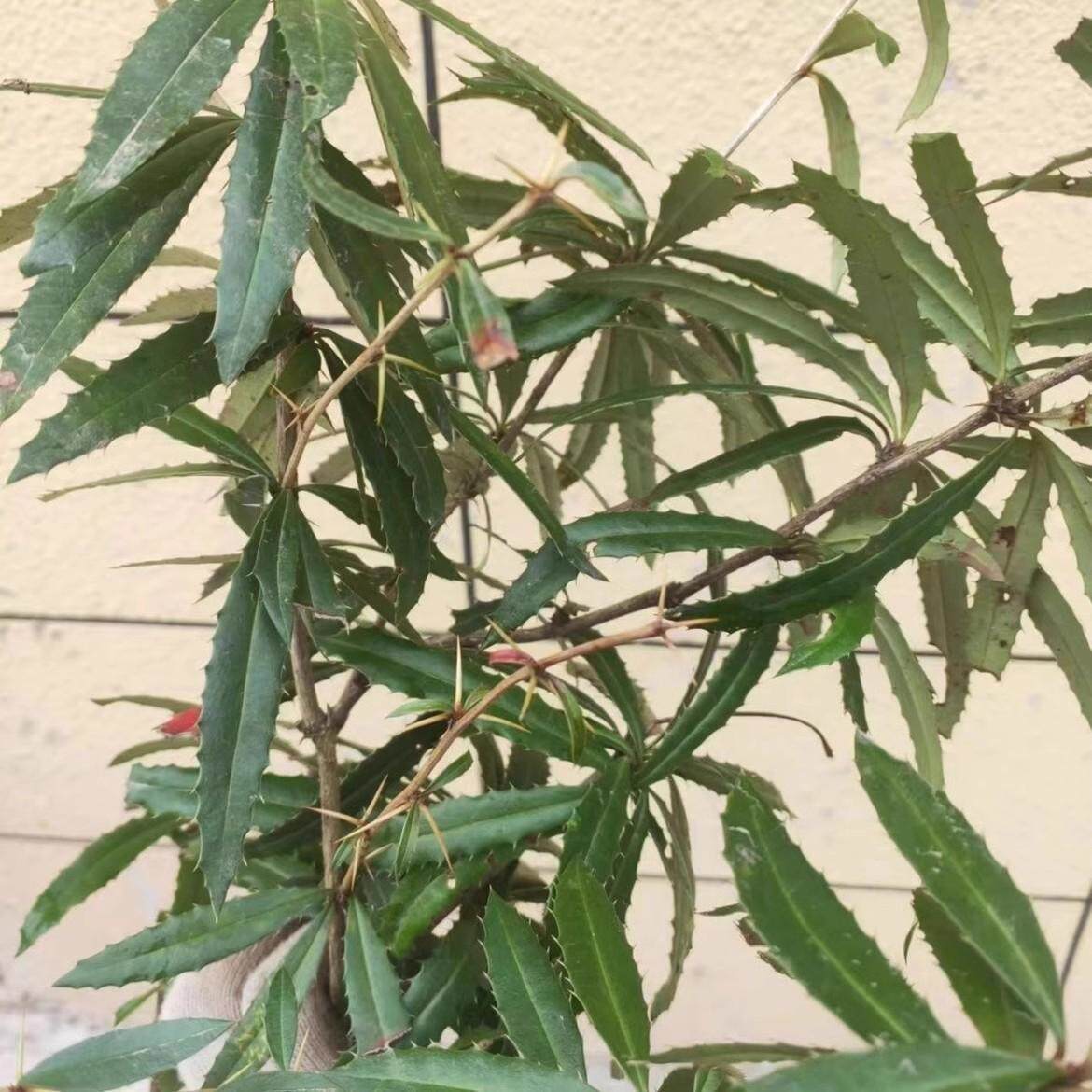 现挖新鲜中药材树苗三颗针刺黄连室外庭院林下喜阴种植可地种盆栽