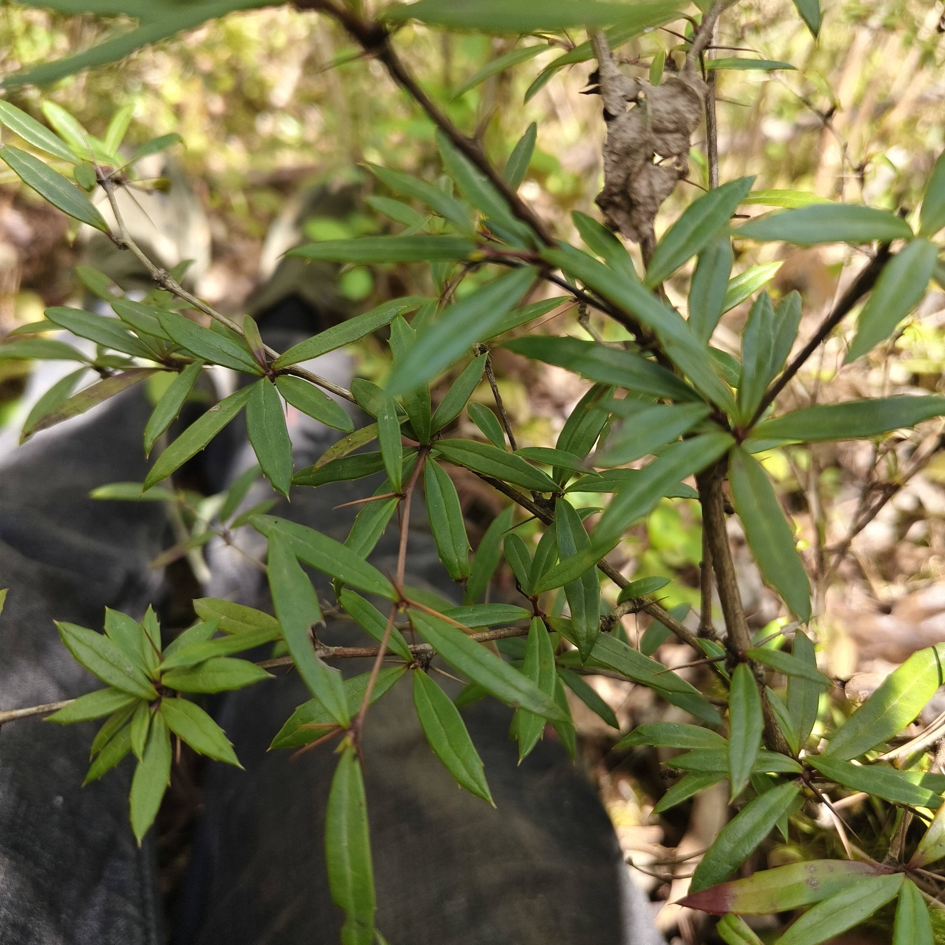 现挖新鲜中药材植物三颗针刺黄连清热解毒庭院喜阴树苗盆栽地栽苗