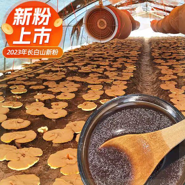 吉芝养生谷2023年新粉长白山原产地黄松甸赤灵芝孢子粉营养滋补品