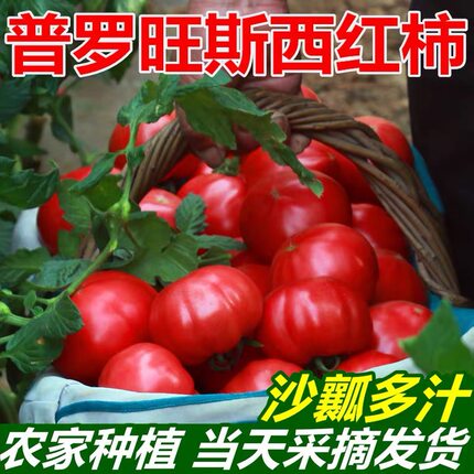 海阳普罗旺斯水果西红柿沙瓤现摘新鲜孕妇生吃自然熟番茄柿子蔬菜
