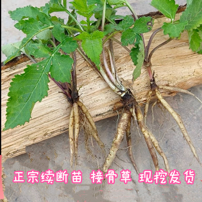 中药材正品川续断苗接骨草种苗当季新鲜现挖苗用处广泛