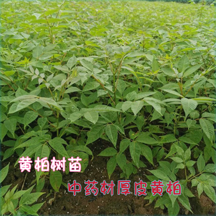 中药材黄柏树苗川黄柏黄檗树苗剥皮卖造林绿化经济林苗南北方种植