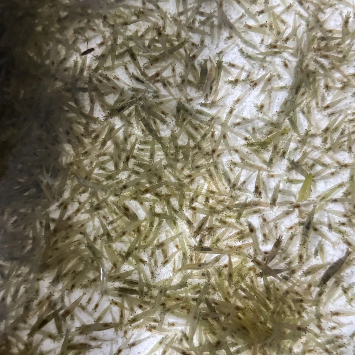 黑壳虾除藻虾活体饲料虾按斤批发