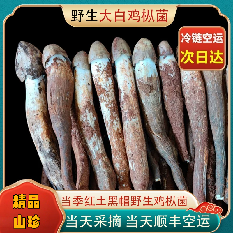 2024鸡枞菌野生鸡棕云南特产