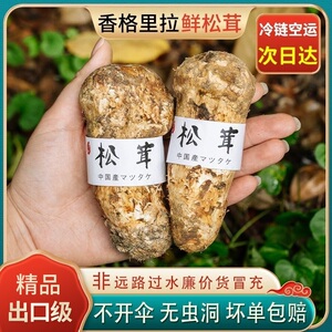 香格里拉新鲜松茸现挖松茸