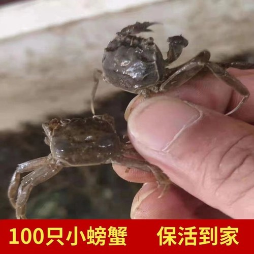 100只鲜活活蟹河蟹油炸小螃蟹