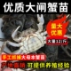 活蟹全母盘锦河蟹苗淡水大闸蟹苗扣蟹苗长江一号小螃蟹中华绒螯蟹