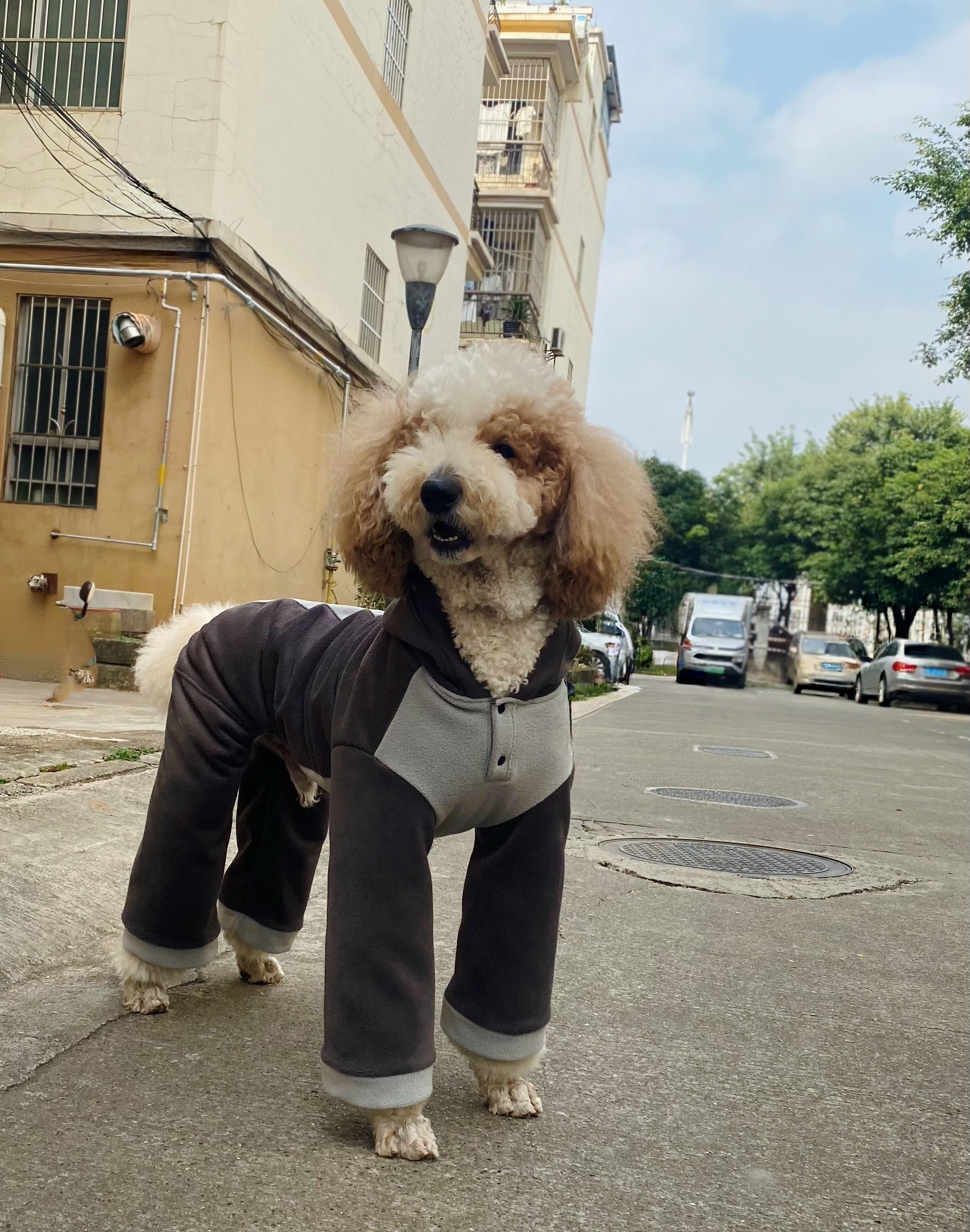 大狗四脚衣中大型犬秋冬衣服萨摩耶四脚衣金毛拉多冬装巨贵衣服