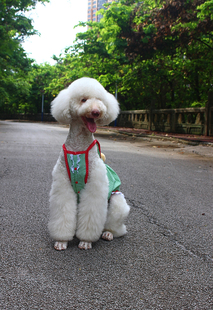 萨摩衣服金毛阿拉吊带裙巨贵格子连衣裙柯基柴犬松狮拉布拉多夏装
