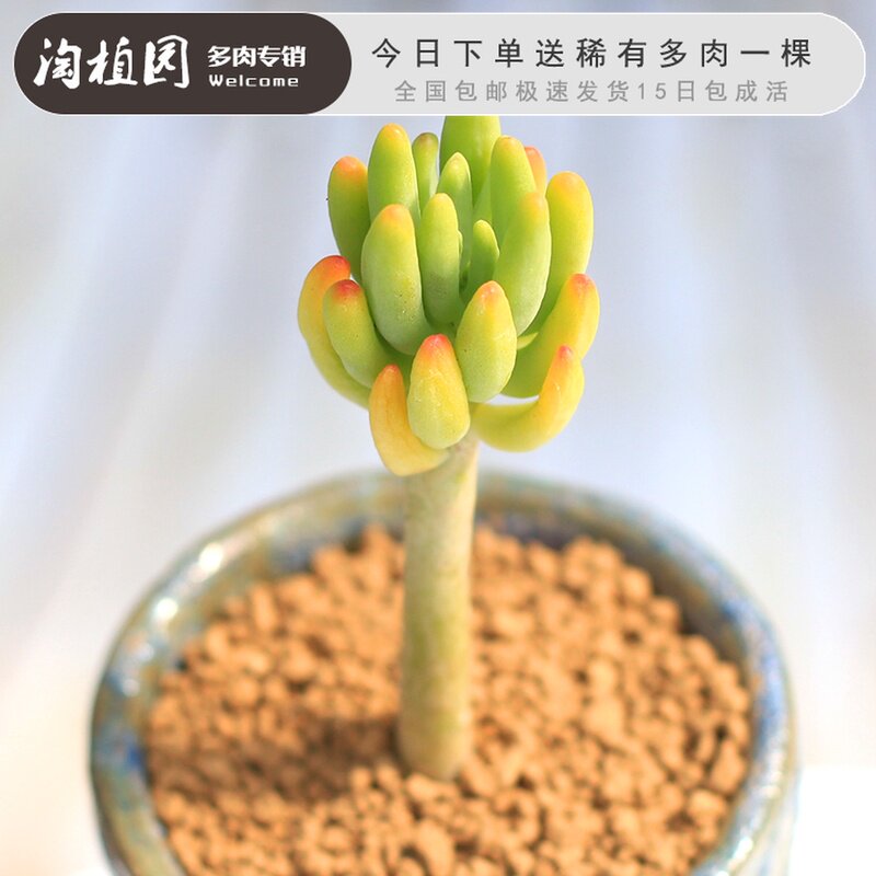 八千代盆栽多少钱 八千代盆栽优惠券免费领取 有条鱼