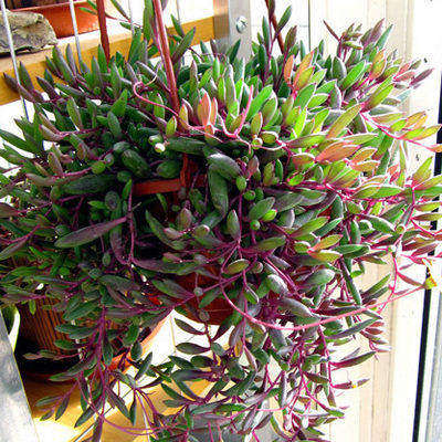 紫玄月吊兰特大佛珠垂吊盆栽落地生根罕见肉肉多多肉植物稀有品种