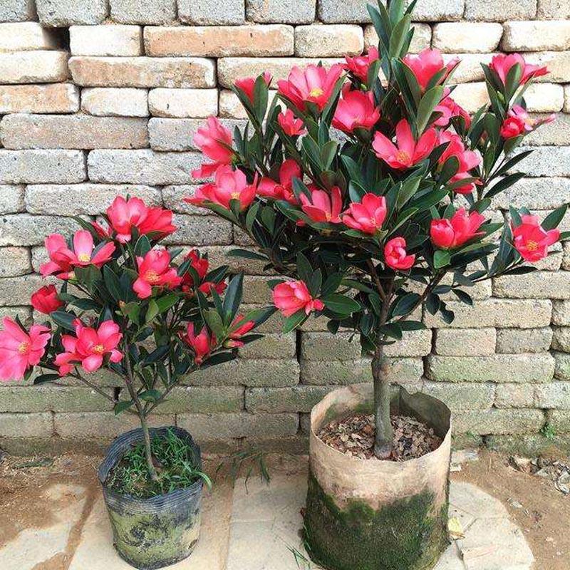 红山茶花盆栽四季茶花苗带花苞四季杜鹃大盆茶花树苗鲜艳花园植物