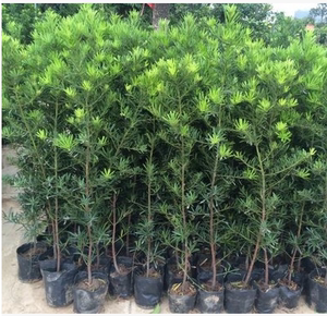 罗汉松树苗珍珠米叶中叶雀舌绿植盆栽盆景阳台庭院绿化植物