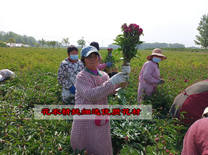 鲜花水养雨后佳人鲜切花漂亮美丽