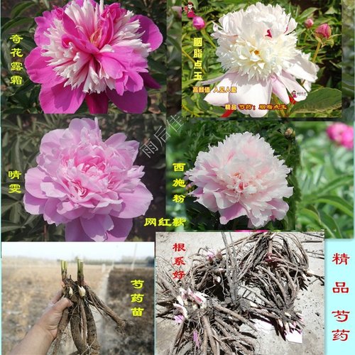 芍药苗观赏五月花神好养活