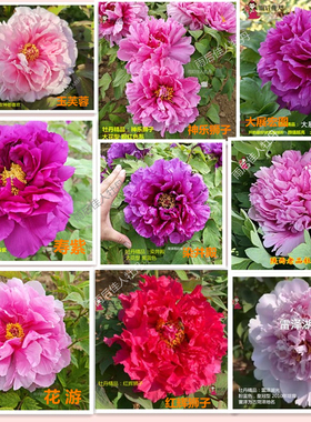 天衣魏花大展宏图玉芙蓉花游神乐狮子长寿乐染井殿蓝冠牡丹花稀有