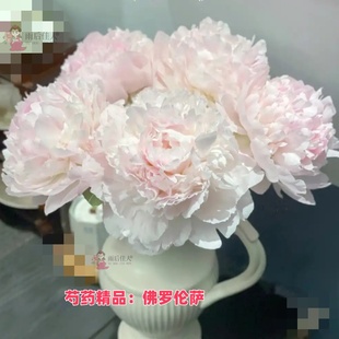 佛罗伦萨巴林顿月亮母爱进口芍药花苗重瓣易活甜香味庭院花卉带芽