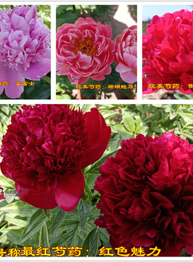 蓝富士红色魅力御前表演沙拉艾尔特奶油碗雪梨寺庙芍药苗进口品种