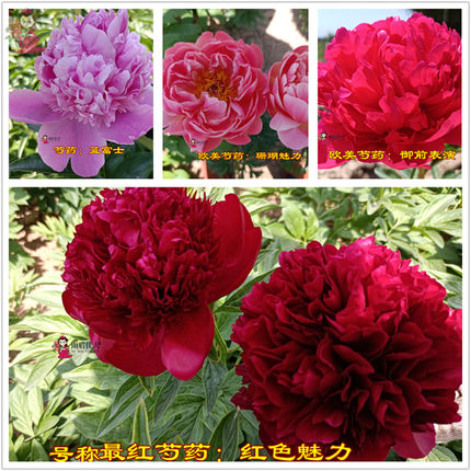 蓝富士红色魅力御前表演沙拉艾尔特奶油碗雪梨寺庙芍药苗进口品种