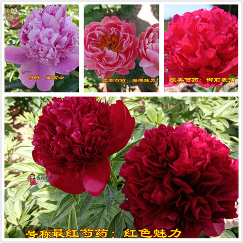 蓝富士红色魅力御前表演沙拉艾尔特奶油碗雪梨寺庙芍药苗进口品种