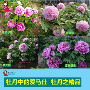 青翠蓝金贵满堂富贵满堂擎天粉紫蓝魁牡丹苗正宗菏泽粉蓝色牡丹