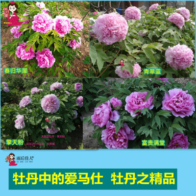 青翠风光菱花满堂擎天正宗牡丹苗