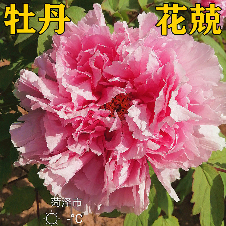 花兢绿洲红仙桃大朵蓝掌花案牡丹苗精品关西乙女老品名品牡丹大苗