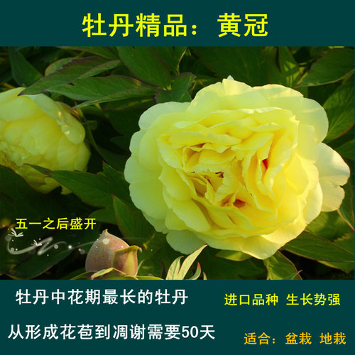 进口菏泽洛阳庭院牡丹花苗