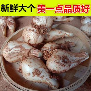 荞头新鲜藠头农家自种茭头大个教头现挖茭白糖醋腌制江西当季蔬菜