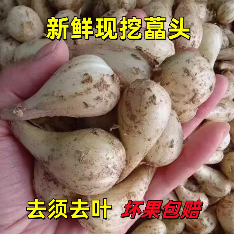 藠头新鲜荞头现挖新鲜芥头江西农家教头茭头剪须去叶腌制泡菜当季