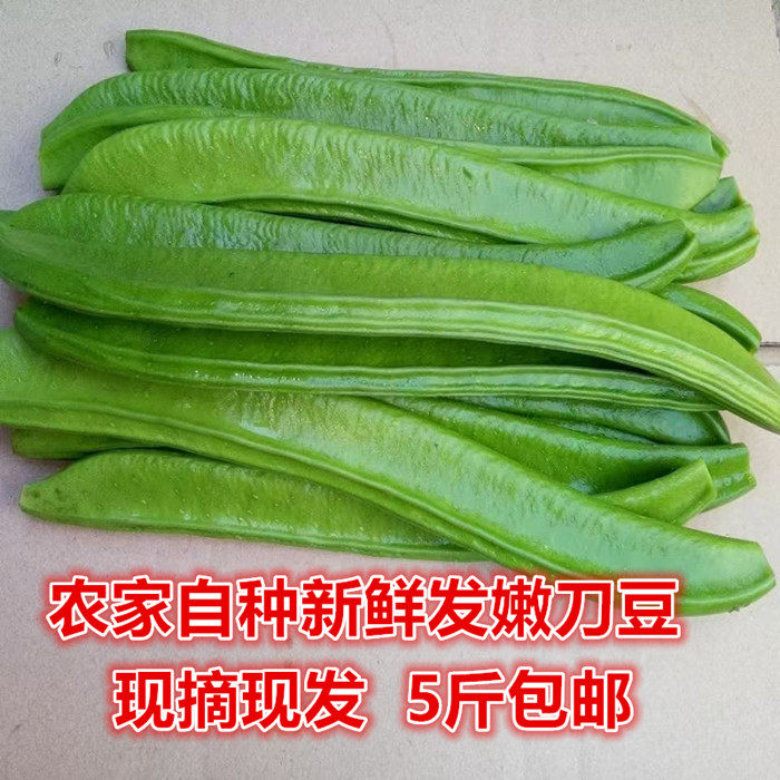 刀豆新鲜刀豆农家自种嫩大刀豆剁辣椒酸原料刀把豆现摘时令蔬菜