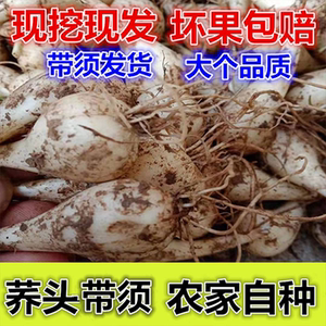 新鲜荞头藠头农家自种带根须教头茭头江西叫头现挖发5斤时令蔬菜