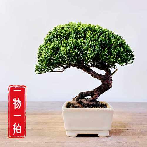 一物一拍办公阳台室内小品盆景