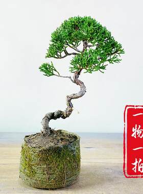 云栖园济州真柏一物一拍老盆好养