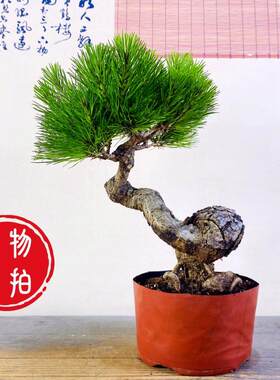 黄山松庭院阳台办公室美观根系好