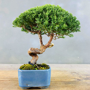 基地直销原生日本济州真柏盆景纪州盆栽摆件茶几绿植阳台庭院柏树